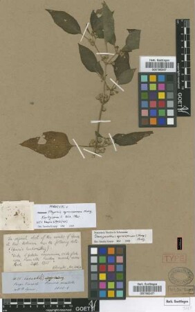 Physalis spruceanus Hunz. [paratype]
