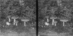 Fliegenpilz : Fliegenpilz (Amanita muscaria Linnaeus).