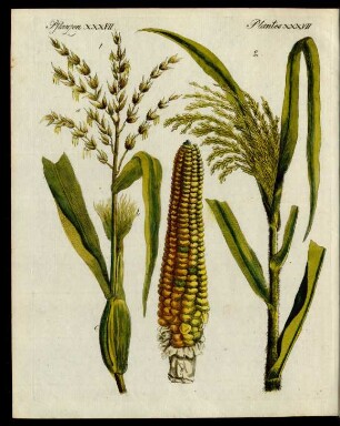 Getraide-Arten.