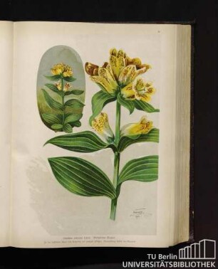 Gentiana punctata Linné. Getüpfelter Enzian.