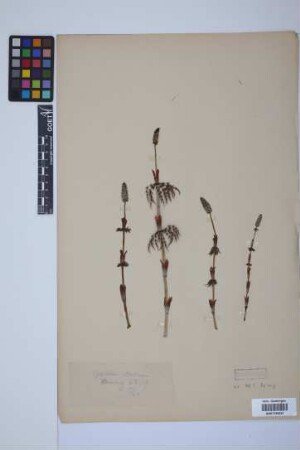 Equisetum sylvaticum L.