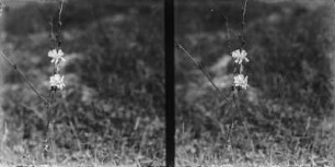 Gemeine Wegwarte : Gemeine oder Gewöhnliche Wegwarte (Cichorium intybus) in Blüte.