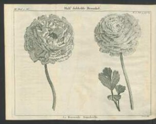 Tafel: Half dubbelde Renonkel. [...]