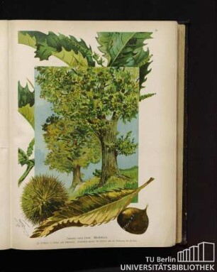 Castanus vesca Linné. Edelkastanie.