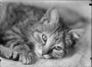 Katze : Katze Mischu der Fotografin Grete Back