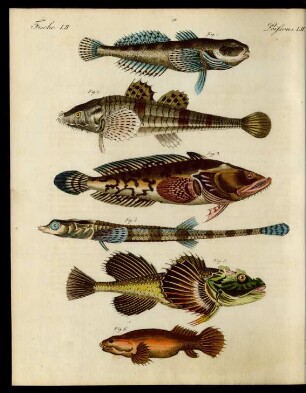 Merkwürdige Fische.