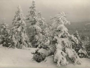 Raureifbehangene Bäume am Kahleberg