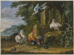 Eine Taube stürzt auf eine Gruppe von Hühnern hinab