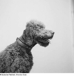 Porträt Axel, Hund von Prof. Gustav Fritzsche