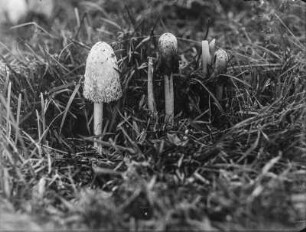 Schopf-Tintling : Schopf-Tintling (Coprinus comatus Persoon)