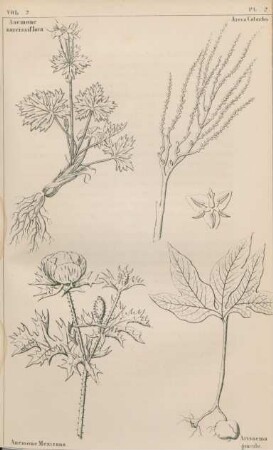 Vol. 2, Pl. 2