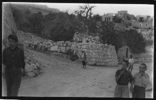 Baum des Jesaja, Jerusalem, bei Birket el-Hamra [Siloah]