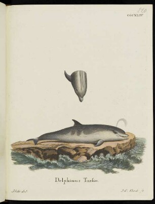 CCCXLIV Delphinus Tursio.