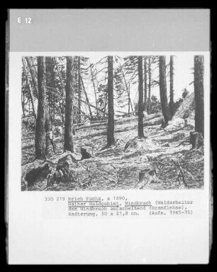 Hainer Waldgebiet, Windbruch (Waldarbeiter den Windbruch aufarbeitend; Hain, Kreis Hirschberg/Schlesien)