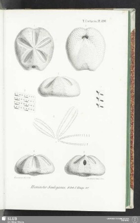 Pl. 890