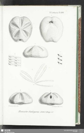 Pl. 890