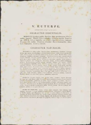 V. Euterpe.