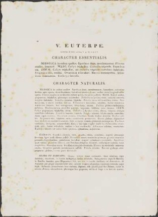 V. Euterpe.