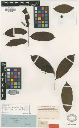 Couepia glandulosa Miq. [type]