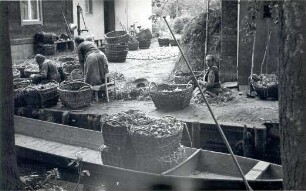 Zwiebelernte in Lehde : Žně cyblow na Lědach