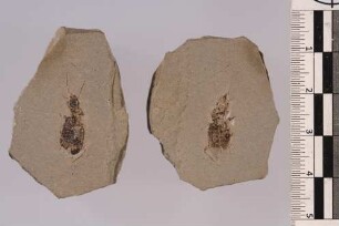Laufkäfer (Harpalinae)
