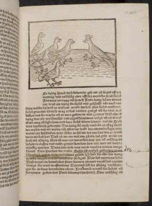 Die Versammlung der Raben vor ihrem Rabenkönig; (Kapitel V: Von den Raben und den Aaren)