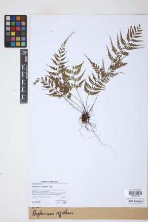 Asplenium rigidum Sw.