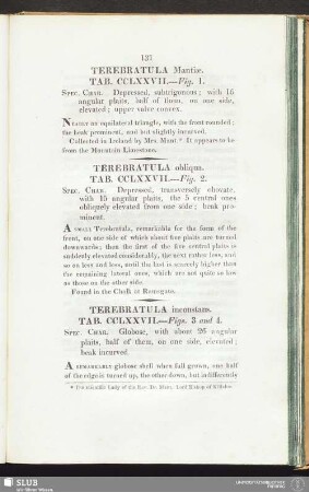 Terebratula inconstans. Tab. CCLXXVII. --- Figs. 3 and 4