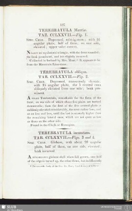 Terebratula inconstans. Tab. CCLXXVII. --- Figs. 3 and 4
