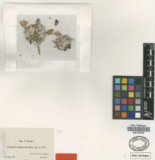 Centaurea bombycina Boiss. [type]