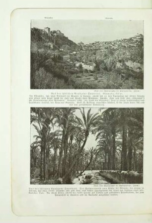 Aus der östlichen Randzone Spaniens. Der Palmenwald von Elche bei Alicante