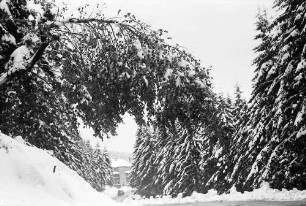 Hornisgrinde: Verschneite Birke beugt sich über die Straße