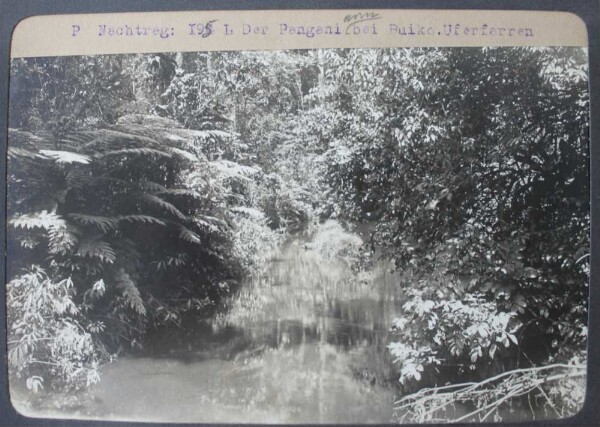 Supplement: 195. the pangani arm near Buiko. Bank ferns.