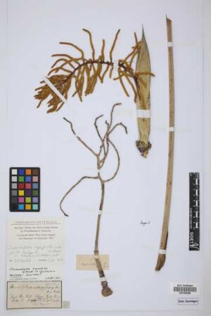 Chamaedorea exorrhiza H.Wendl. ex Guillaumin[isotype]