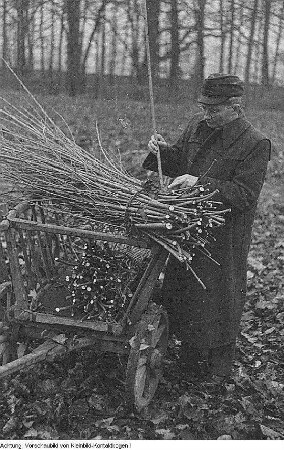 Pirna, Graupa. Reportage - Landwirtschaft, Dezember 1953