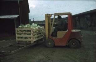Fotografie: Gartenbautechnik, Transport, Gabelstapler, Kopfkohl
