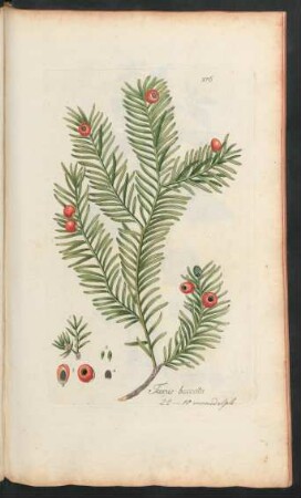 376. Taxus baccata