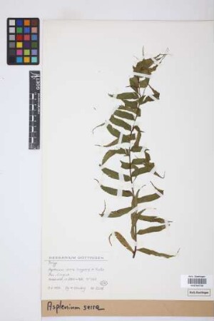 Asplenium serra Langsd. & Fisch.