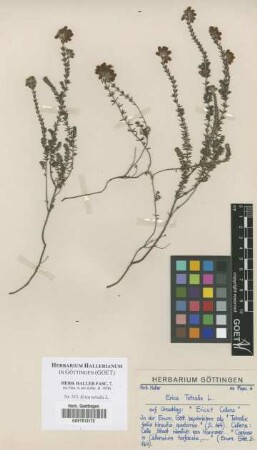 Erica tetralix L.