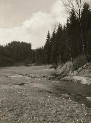 Märzenbecherwiese im Polenztal