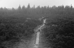 Knüppelweg : Knüppelweg im Kranichseemoor
