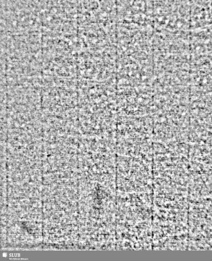 Lilienschild + IESV / LW = S.9/10