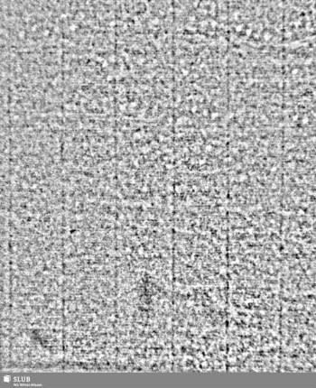 Lilienschild + IESV / LW = S.9/10