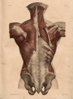 Obere Arterien des Rückens