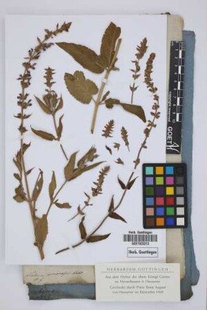 Salvia nemorosa Vahl