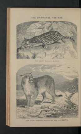 Tafel: The zoological gardens. [6]