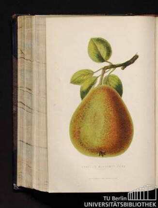 Gansel's Bergamot Pear