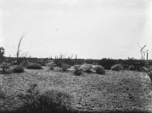 Arizona : Vegetation in Arizona mit Sträuchern und Kakteen