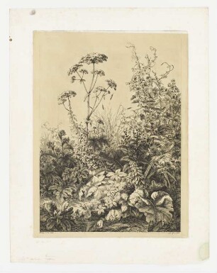 Große Berle und Hopfen, Blatt 2 der Folge "Les deux grandes plantes"