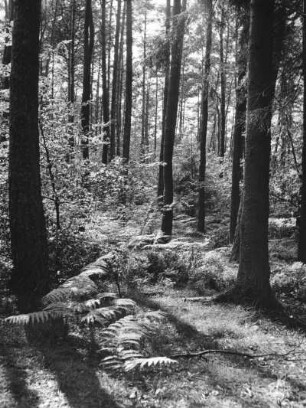 Mischwald